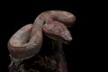 Trimeresurus puniceus snake closeup on branch Royalty Free Stock Photo