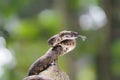 Trimeresurus puniceus snake closeup on wood, Trimeresurus puniceus