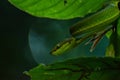 Trimeresurus salazar, also known as Salazar& x27;s pit viper Royalty Free Stock Photo