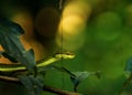 Trimeresurus salazar, also known as Salazar& x27;s pit viper Royalty Free Stock Photo