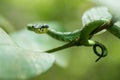 Trimeresurus trigonocephalus [Sri Lankan green pitviper] Royalty Free Stock Photo