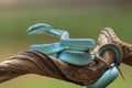 Trimesurus insularis or blue viper Royalty Free Stock Photo