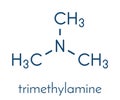 Trimethylamine volatile tertiary amine molecule. Important component of the smell of rotting fish. Skeletal formula.