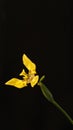 Trimezia or iris yellow flower with black background