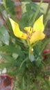 Trimezia in my garden bright yellow color