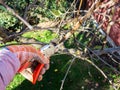 triming apple tree twigs with garden pruner