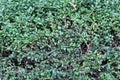 Trimmed boxwood background Royalty Free Stock Photo