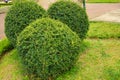 Trimmed Boxwood Plant for Nature Theme Background Royalty Free Stock Photo