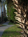 Trimmed Brown Palm Bark Branches Landscaping