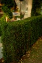 Trimmed,Bush shaped in garden design