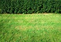 Trimmed bush wall at city park background