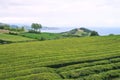 Trimmed bushes of Chinese camellia on a tea plantation on the island of San Miguel, Portugal. Tea grows in the Azores Royalty Free Stock Photo