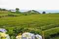 Trimmed bushes of Chinese camellia on a tea plantation on the island of San Miguel, Portugal. Tea grows in the Azores Royalty Free Stock Photo