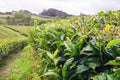 Trimmed bushes of Chinese camellia on a tea plantation on the island of San Miguel, Portugal. Tea grows in the Azores Royalty Free Stock Photo