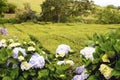 Trimmed bushes of Chinese camellia on a tea plantation on the island of San Miguel, Portugal. Tea grows in the Azores Royalty Free Stock Photo