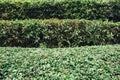 Trimmed bushes. Several rows of clipped shrubs natural texture