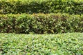 Trimmed bushes. Several rows of clipped shrubs natural texture