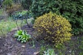 Trimmed bushes of spirea with yellow leaves on the background of thuja, landscape design, early spring