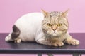 Trimmed contented cat in a beauty salon. Grooming cats in a pet beauty salon.