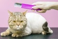 Trimmed contented cat in a beauty salon. Grooming cats in a pet beauty salon. cat grooming procedure with trimmer