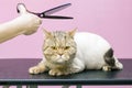 Trimmed contented cat in a beauty salon. Grooming cats in a pet beauty salon. cat grooming procedure with trimmer