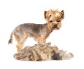 Trimmed dog Royalty Free Stock Photo