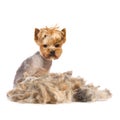 Trimmed dog Royalty Free Stock Photo