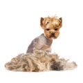 Trimmed dog Royalty Free Stock Photo
