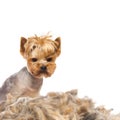 Trimmed dog Royalty Free Stock Photo