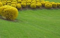 Trimmed forsythia