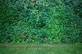 Trimmed garden bush wall background Royalty Free Stock Photo