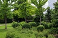 Trimmed green deciduous bushes in backyard garden bed.