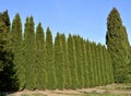 Trimmed Green Fence