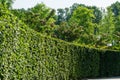 Trimmed green hedge of Carpinus betulus, the European or common hornbeam in public landscape city park Krasnodar