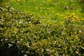 Trimmed green natural fence