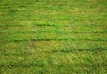 Trimmed green summer lawn background