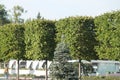 Trimmed green summer trees. Moscow park VDNH.