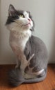 Trimmed grey-white cat, sits on the windowsill