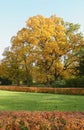 Trimmed hedge with bright orange leaves in the autumn park, large old maple tree in background.