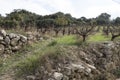 Trimmed olive trees in an orchard in Archanes, Crete