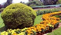 Trimmed plants with flower bed