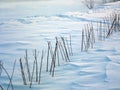 Trimmed Plants In Winter