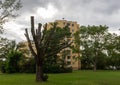 Trimmed or pruned bare branched tree in a garden or park Royalty Free Stock Photo