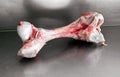 Trimmed raw calf femur on a metal counter