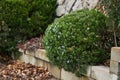 Trimmed rosemary bush blooms in winter over fallen leaves Royalty Free Stock Photo