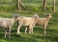 Trimmed sheep with lamb Royalty Free Stock Photo