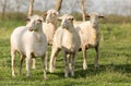 Trimmed sheep Royalty Free Stock Photo