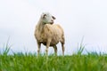 trimmed sheep stands on a field against a blue sky Royalty Free Stock Photo