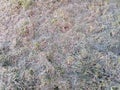 Trimmed spring grass dried in the sun