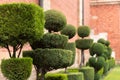 Trimmed thuja bonsai Royalty Free Stock Photo